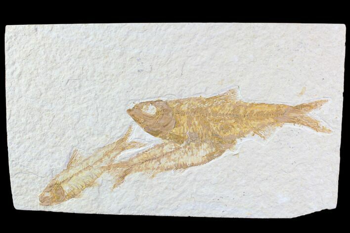 Trio Of Knightia Fossil Fish - Wyoming #86512